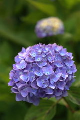 紫陽花 (7) 230605-392