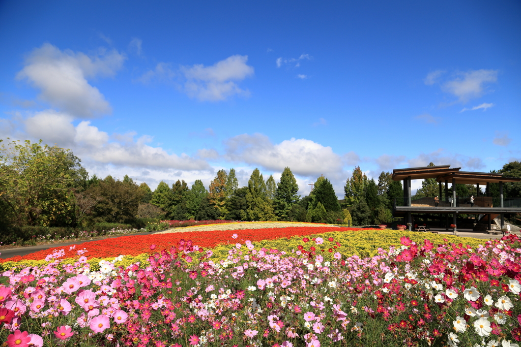 花の広場(コスモス) ④ 211017-213 