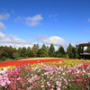 花の広場(コスモス) ④ 211017-213 