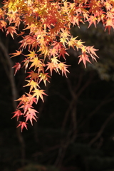 佛通寺 (4) 251106-009
