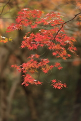 佛通寺(7) 191114-292