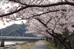 土手の桜 (1) 16.04.05