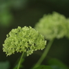 紫陽花(5) 220607-532