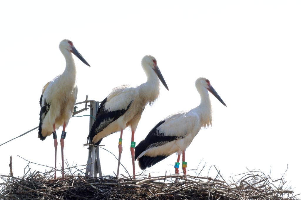 コウノトリin 世羅町 (3) 230706-020
