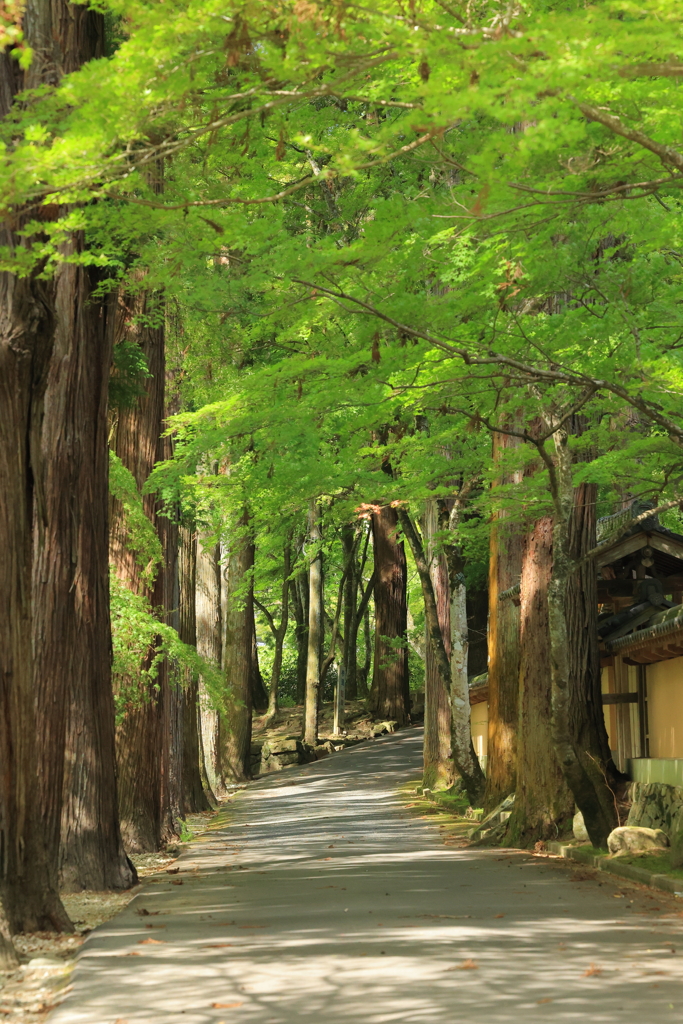 新緑の佛通寺 230523-364