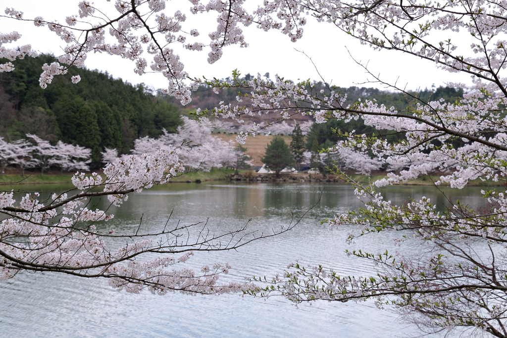 羽高湖森林公園(7)  17.4.15