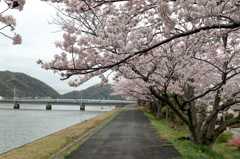 沼田川土手の桜　15.04.04