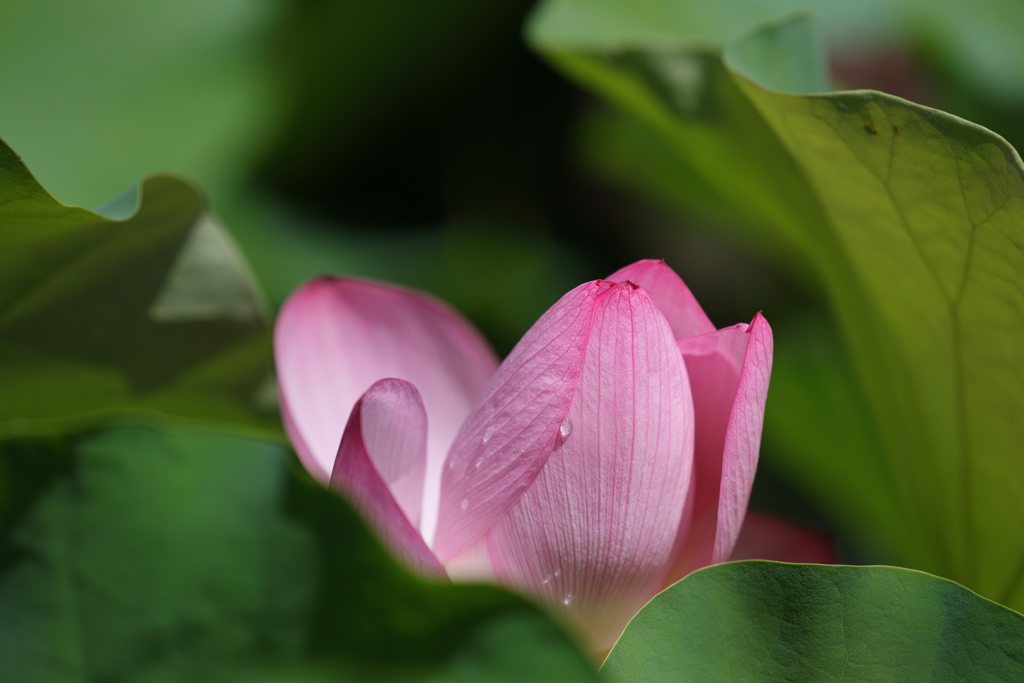 府中公園の蓮 (6) 230726-686