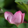 府中公園の蓮 (6) 230726-686