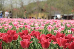 世羅高原チューリップ