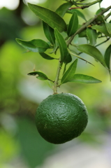 秋近し　15.09.21