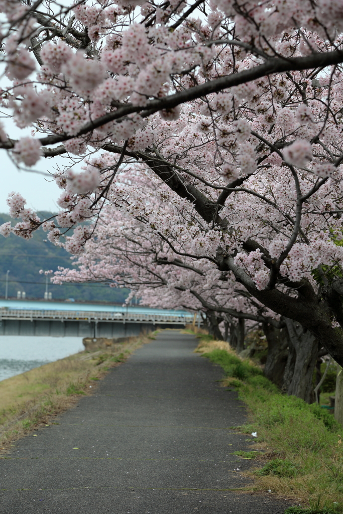 土手の桜17.04.10