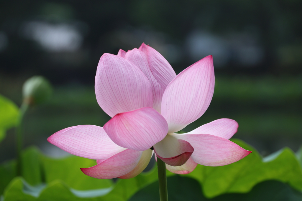 府中公園 (5) 250709-488