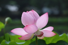 府中公園 (5) 250709-488