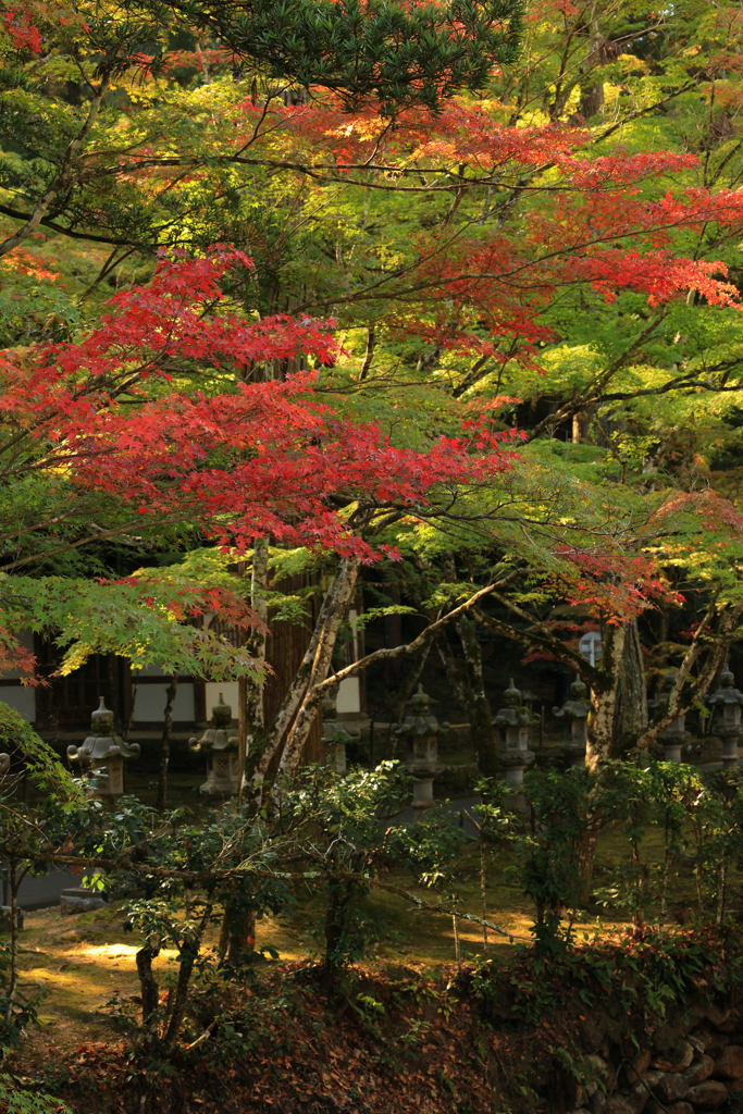 佛通寺 (4) 231102-175