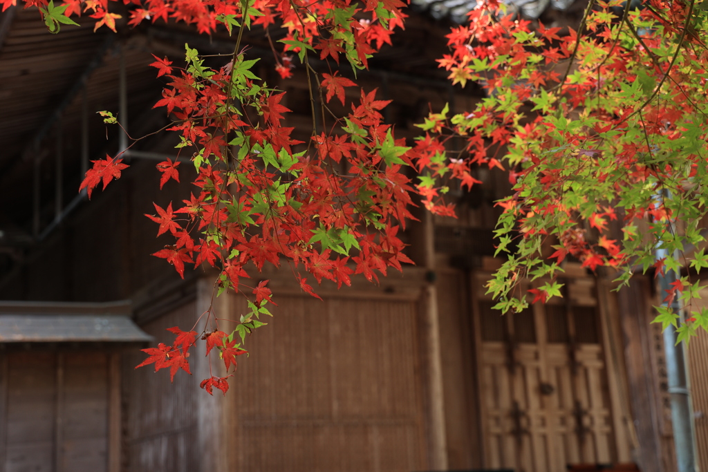 今高野紅葉 (5) 221114-2143