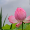 府中公園 (5) 240704-794