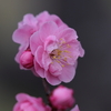 宮浦公園にて 250311-651