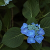 紫陽花(4) 200616-077