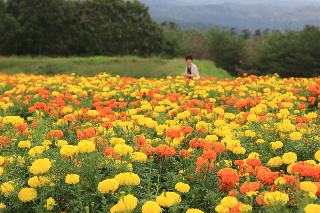 花夢の里 (4) 220831-660