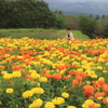 花夢の里 (4) 220831-660