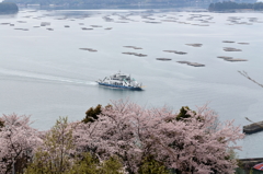 正福寺の桜 (2) 16.04.04