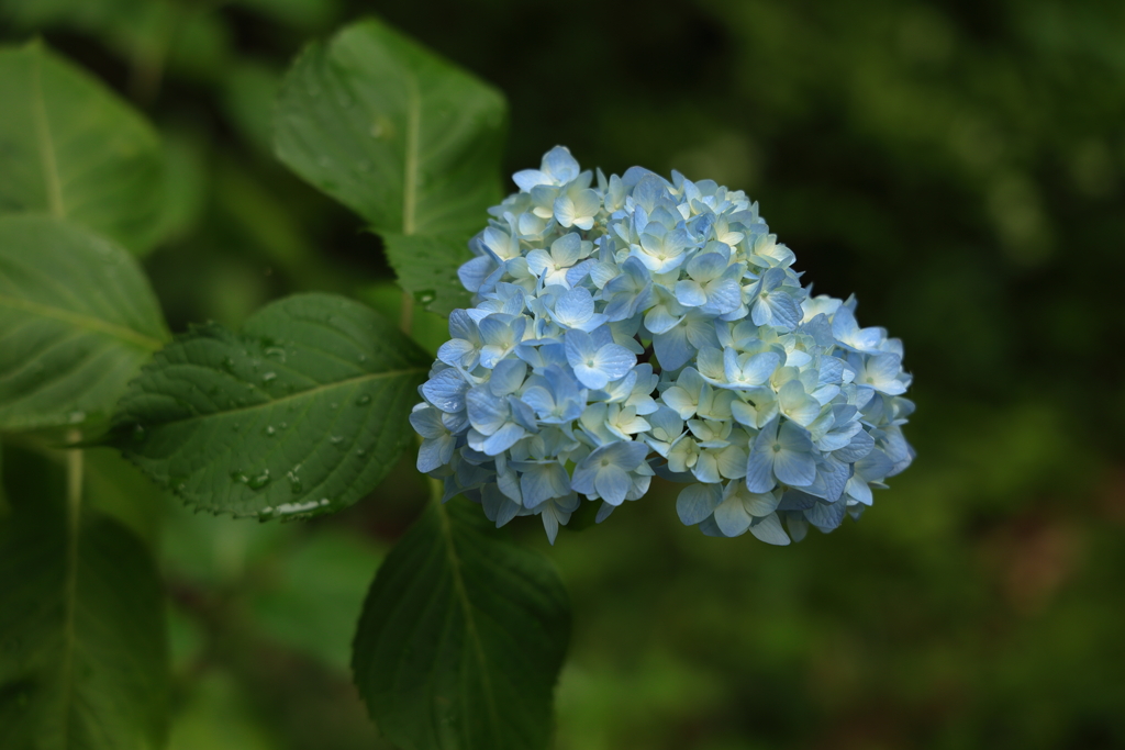 紫陽花 (3) 230614-441
