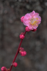 宮浦公園にて (4) 250311-654