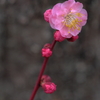 宮浦公園にて (4) 250311-654