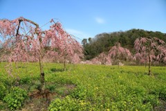 【花めぐり】 世羅高原農場(6)  190409-044