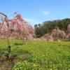 【花めぐり】 世羅高原農場(6)  190409-044