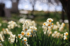 水仙の里 (3) 260217-7057