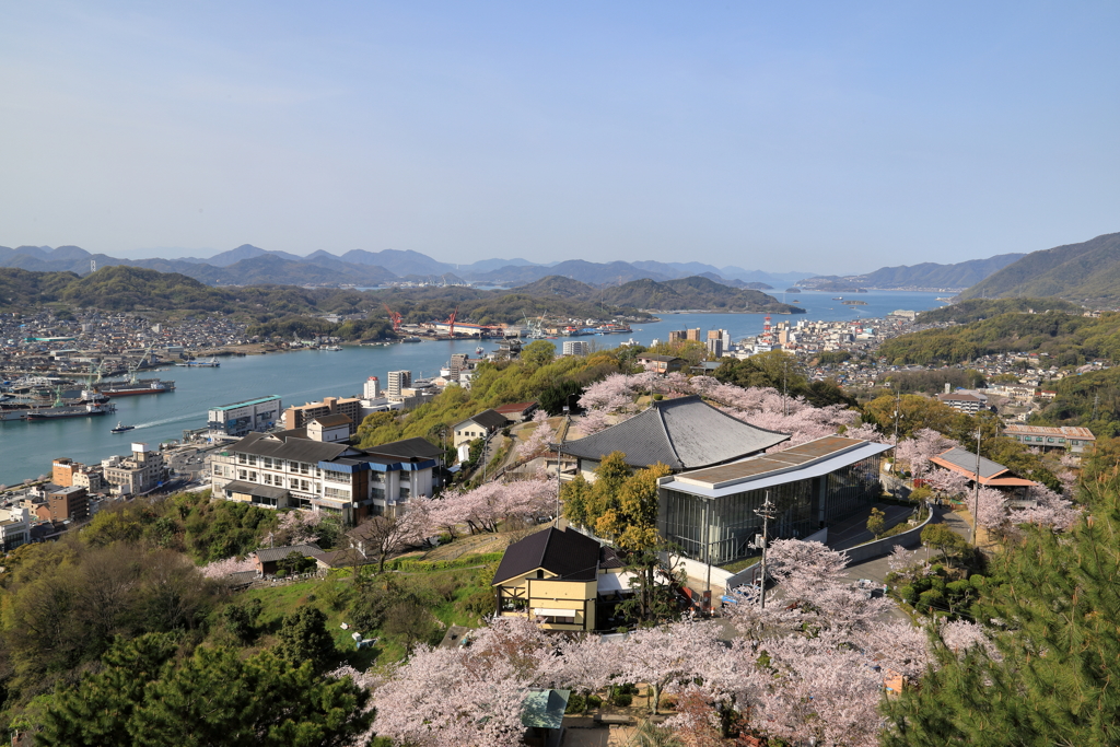 【花めぐり】千光寺(2)  190409-7014