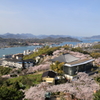 【花めぐり】千光寺(2)  190409-7014
