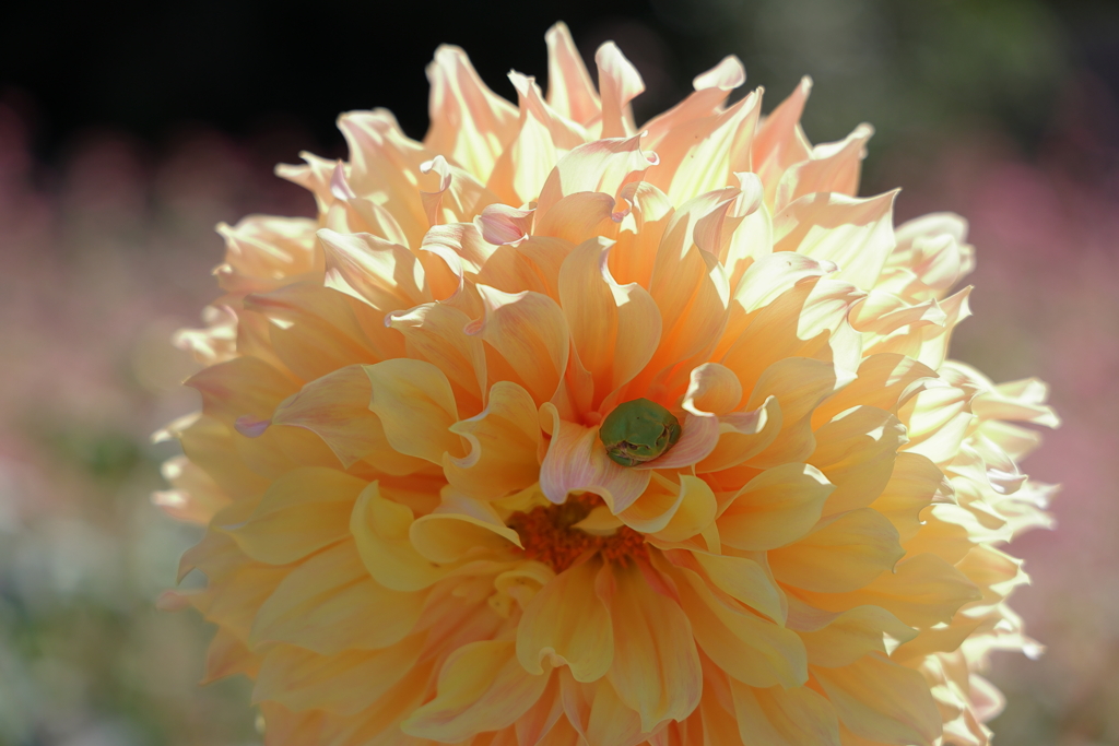 かくれんぼ (1) 230929-3990