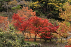 御調八幡宮 (3) 241118-184
