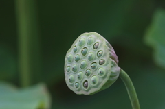 蓮(3)15.07.30 蓮(3)15.07.30