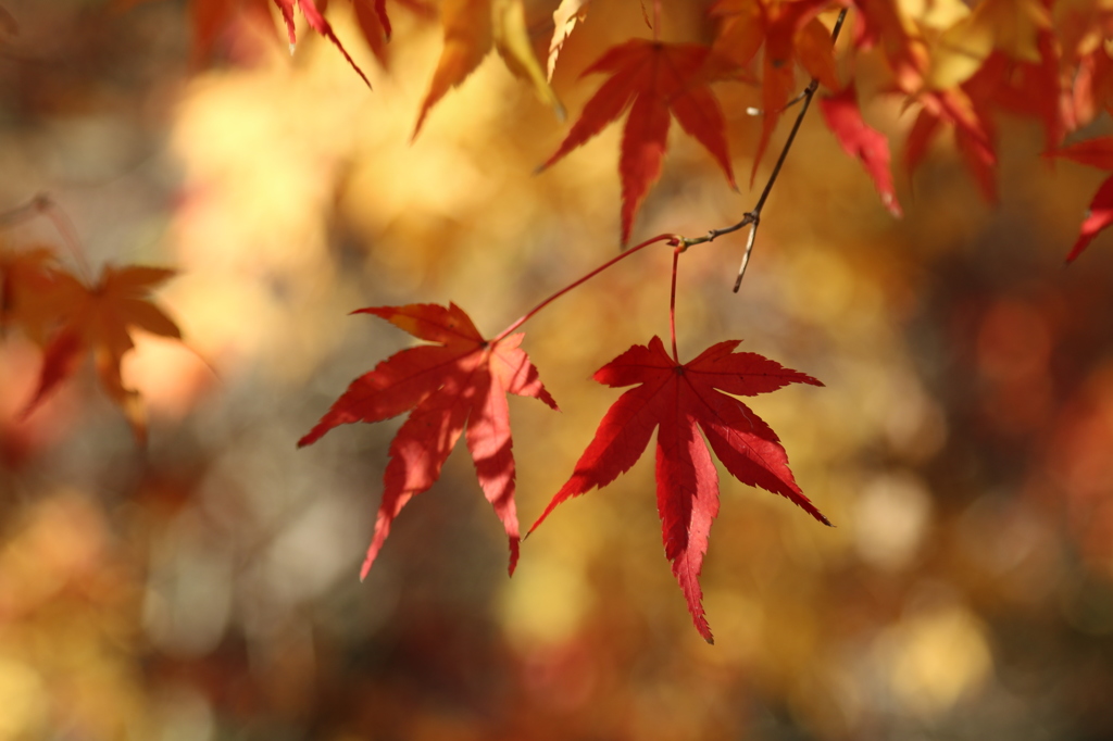紅葉　in 向島洋らんセンター