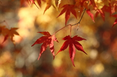 紅葉　in 向島洋らんセンター