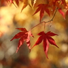 紅葉　in 向島洋らんセンター