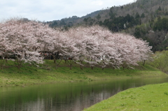 大和の桜(1) 16.04.03