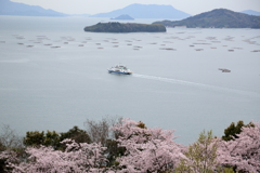 桜の名所、正福寺(4) 17.04.04