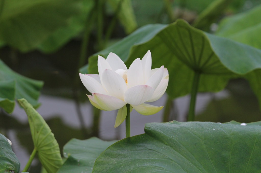 早朝の蓮（６）