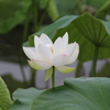 早朝の蓮（６）