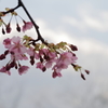 河津桜 in 県民の浜(1)  190211-703