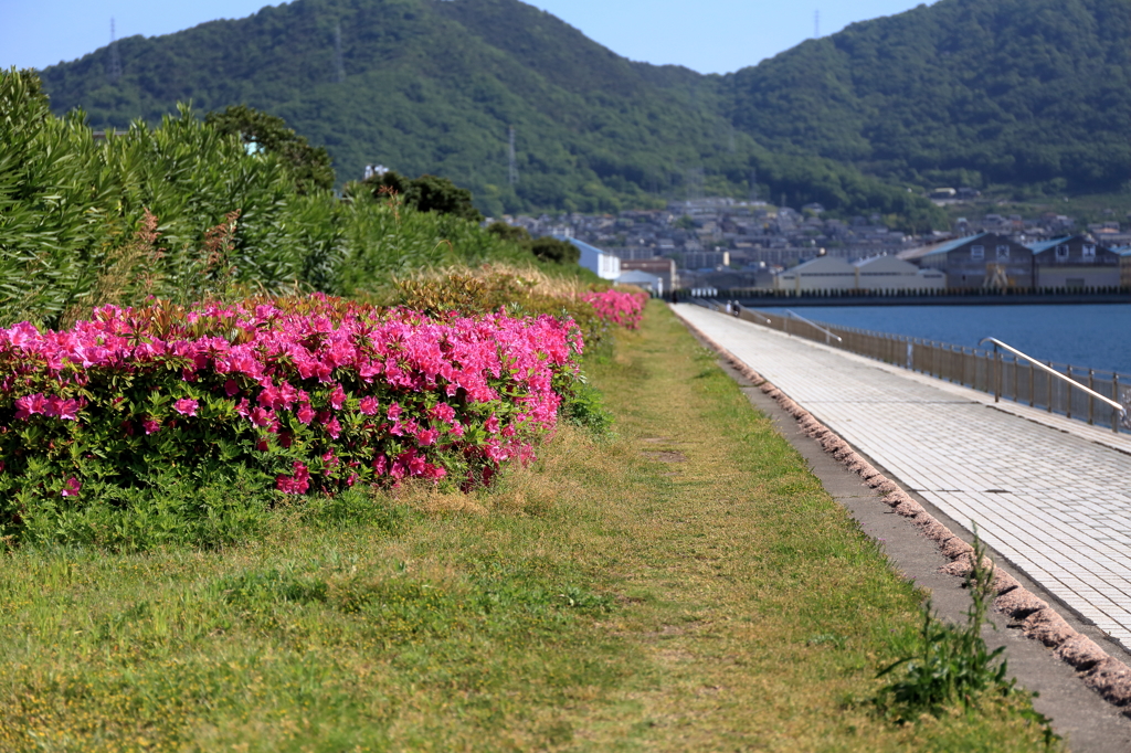 さつき咲く散歩道　15.05.05