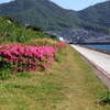 さつき咲く散歩道　15.05.05