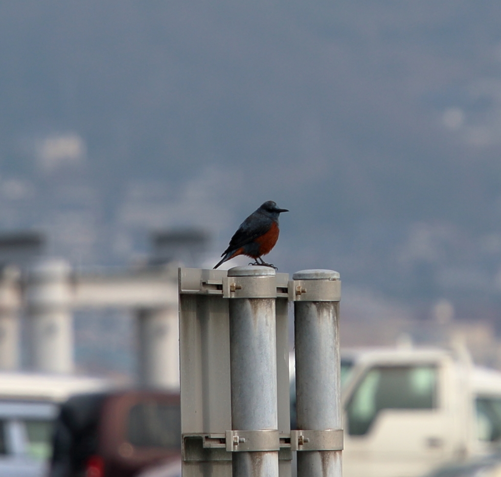 ひとやすみ　15.02.07