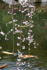 三景園 (7) 250401-853