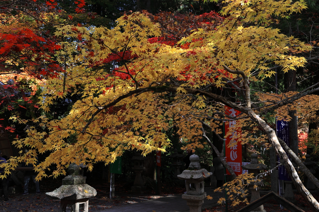 今高野紅葉 (3) 221114-2144